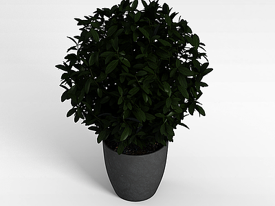 球形观叶植物模型3d模型