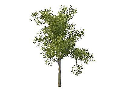 3d绿化工程苗木免费模型