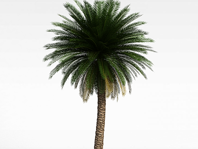 茂密椰子树模型3d模型