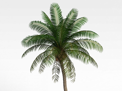 海南椰子树模型3d模型