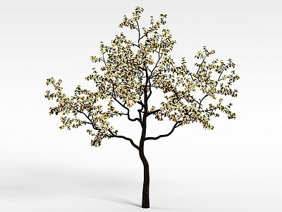 3d樱桃树模型