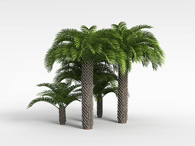 3d仿真棕榈树模型