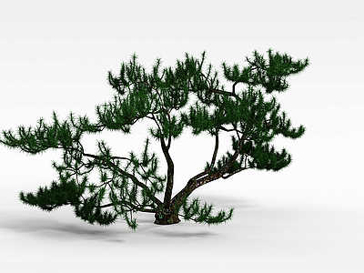 3d常青松树模型