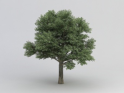 香樟树模型