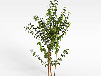 大叶灌木模型3d模型