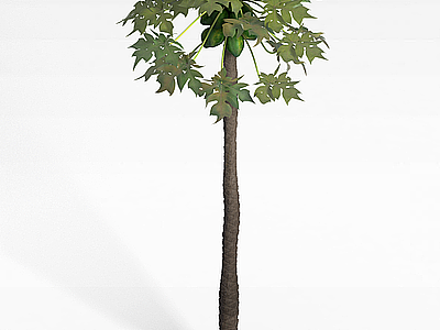 热带树木模型