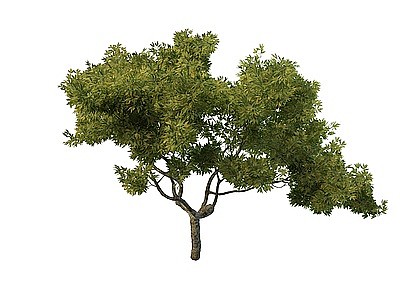 3d阔叶树免费模型