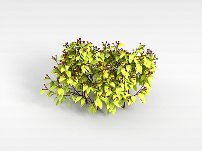 红色果实灌木模型3d模型