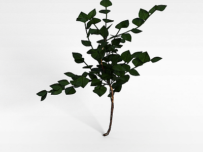 小叶灌木模型3d模型