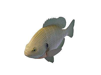 3d淡水鱼免费模型