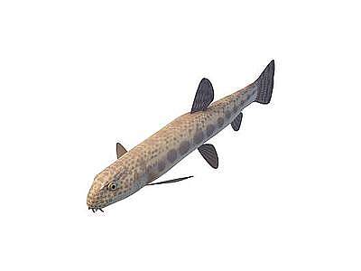 斑点鱼模型3d模型