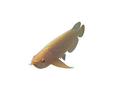 3d金鳞鱼免费模型