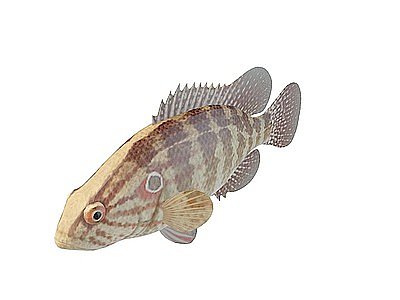 3d灰斑鱼模型