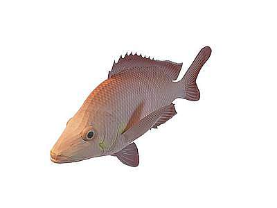 3d红齿鱼免费模型