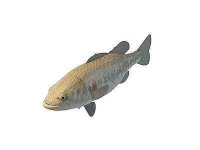 3d褐色鱼免费模型