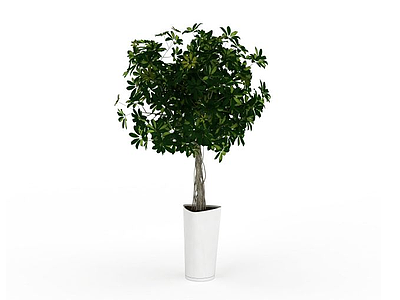 盆栽室内植物模型3d模型