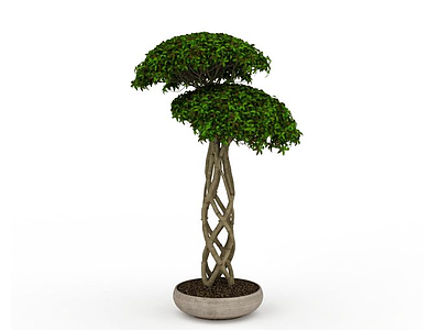 3d树盆栽植物模型