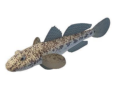 3d斑点鱼免费模型