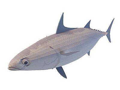 3d黑旗鱼免费模型