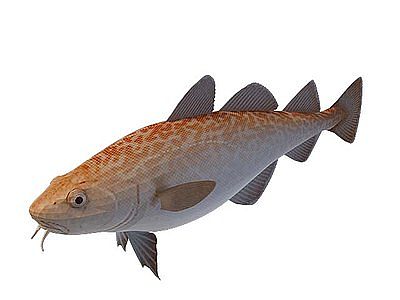 3d斑点鱼免费模型