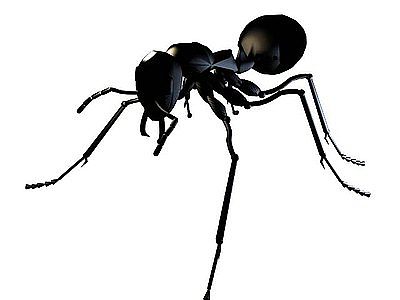 蚂蚁模型