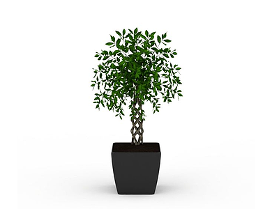 3d小树盆栽模型