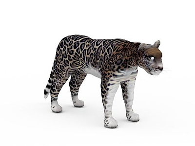 豹子模型