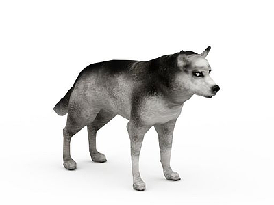 阿拉斯加雪橇犬模型