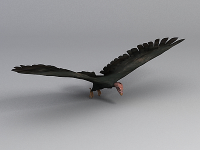 秃鹫模型3d模型