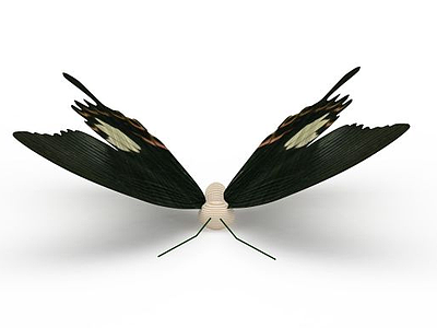 3d黑色蝴蝶免费模型