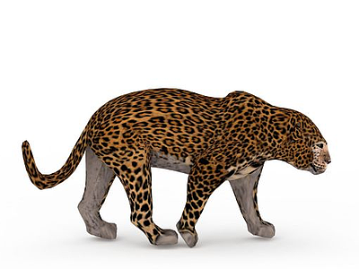 3d豹子模型