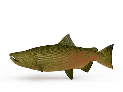 鲈鱼模型3d模型