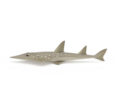 尖嘴鱼模型