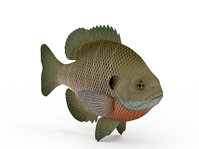 鳊鱼模型3d模型