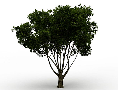 桂花树模型3d模型