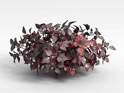 紫红色观叶植物模型3d模型