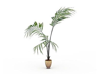 椰树盆栽模型3d模型