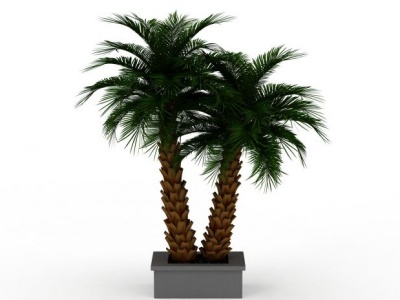 棕榈树盆栽模型3d模型