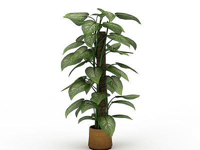 大树萝盆栽模型3d模型