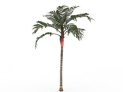 绿色椰子树模型