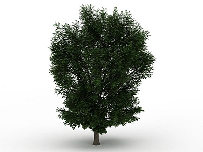 大树冠绿叶树模型