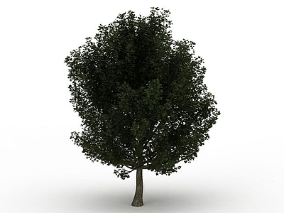 3d茂盛杨树免费模型