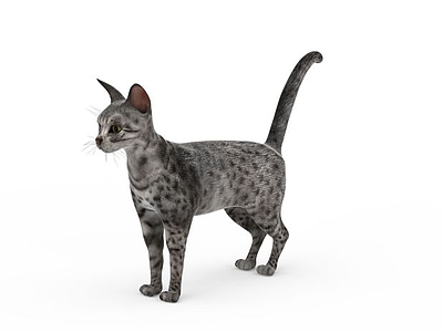 宠物猫模型3d模型