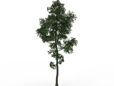 绿植树木模型