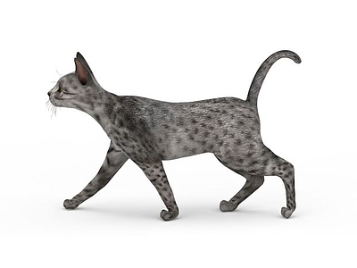 斑点猫模型3d模型