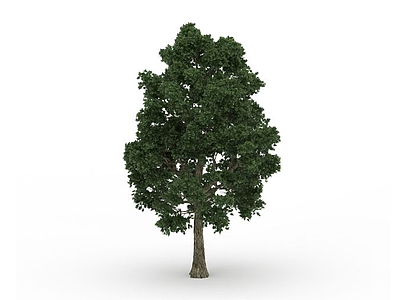 绿化树木模型