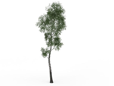 细杨树植物模型3d模型