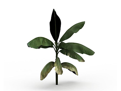 绿色芭蕉植物模型3d模型