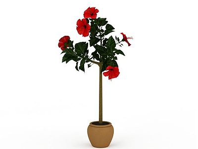 五瓣红花盆栽模型