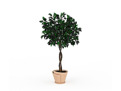 绿色发财树模型3d模型